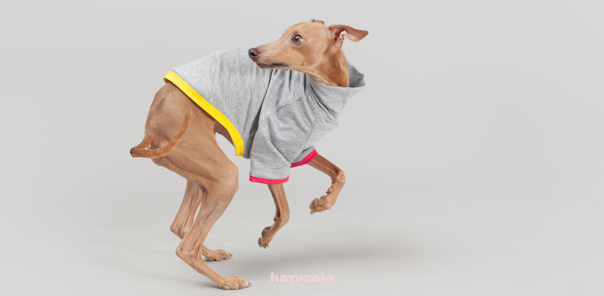 Best food for italian greyhound best sale