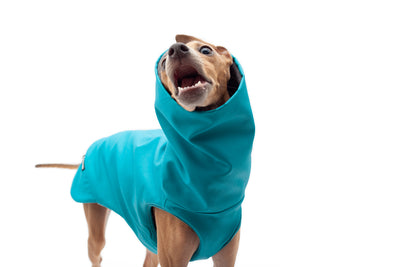My Dog Hates Clothes. 5 Tips To Change His Mind!