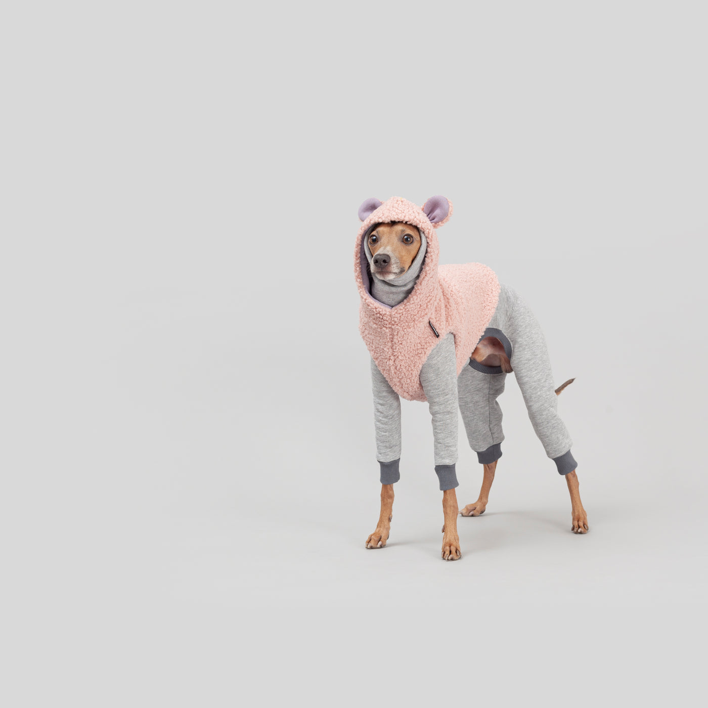 italian greyhound outfits cute