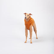 italian greyhound clothing stylish outfit