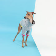 italian greyhound grey shirt summerwear