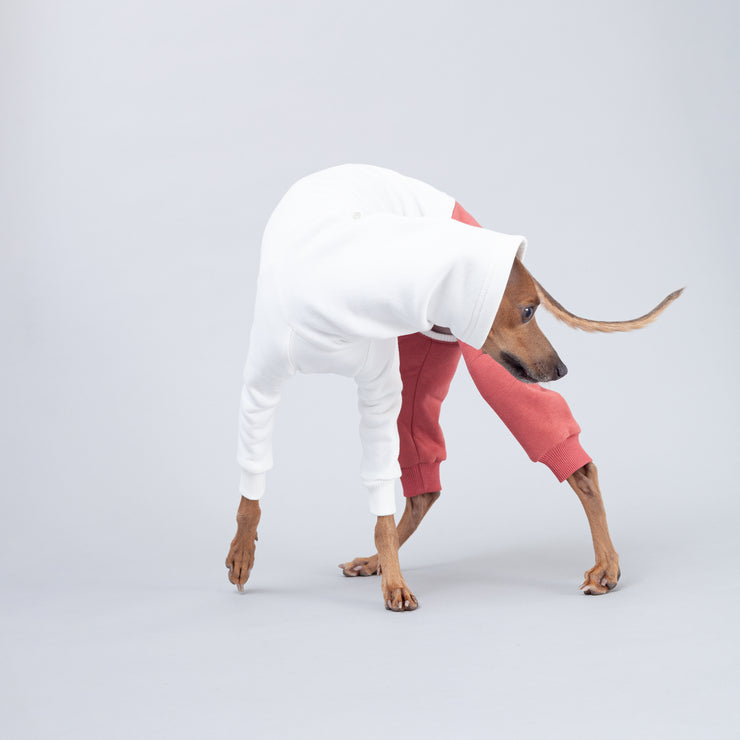 funny italian greyhound puppy in clothes 