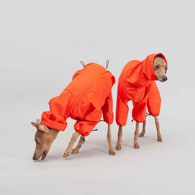 italian greyhound raincoat functional high-quality wear
