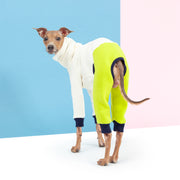 colorful italian greyhound outfit