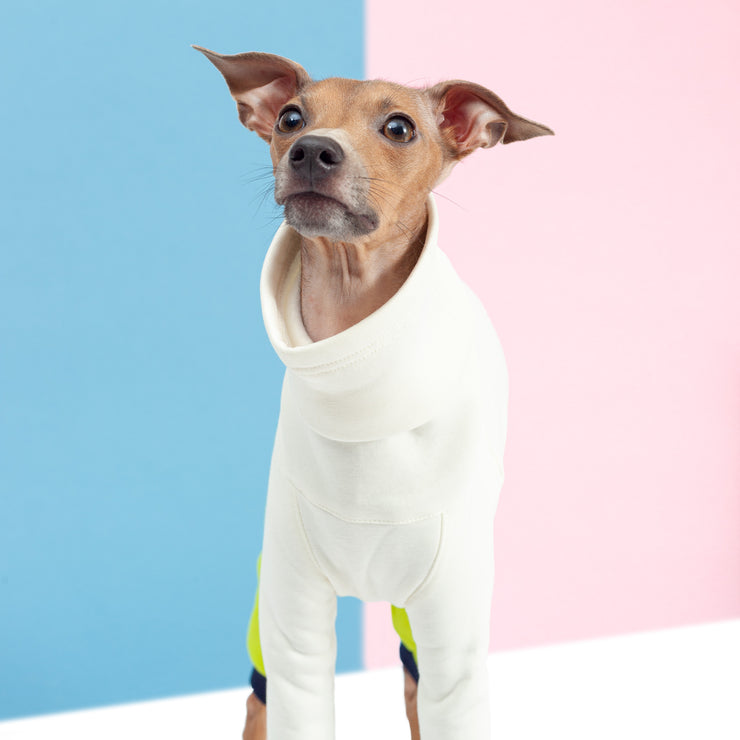 italian greyhound puppy clothing