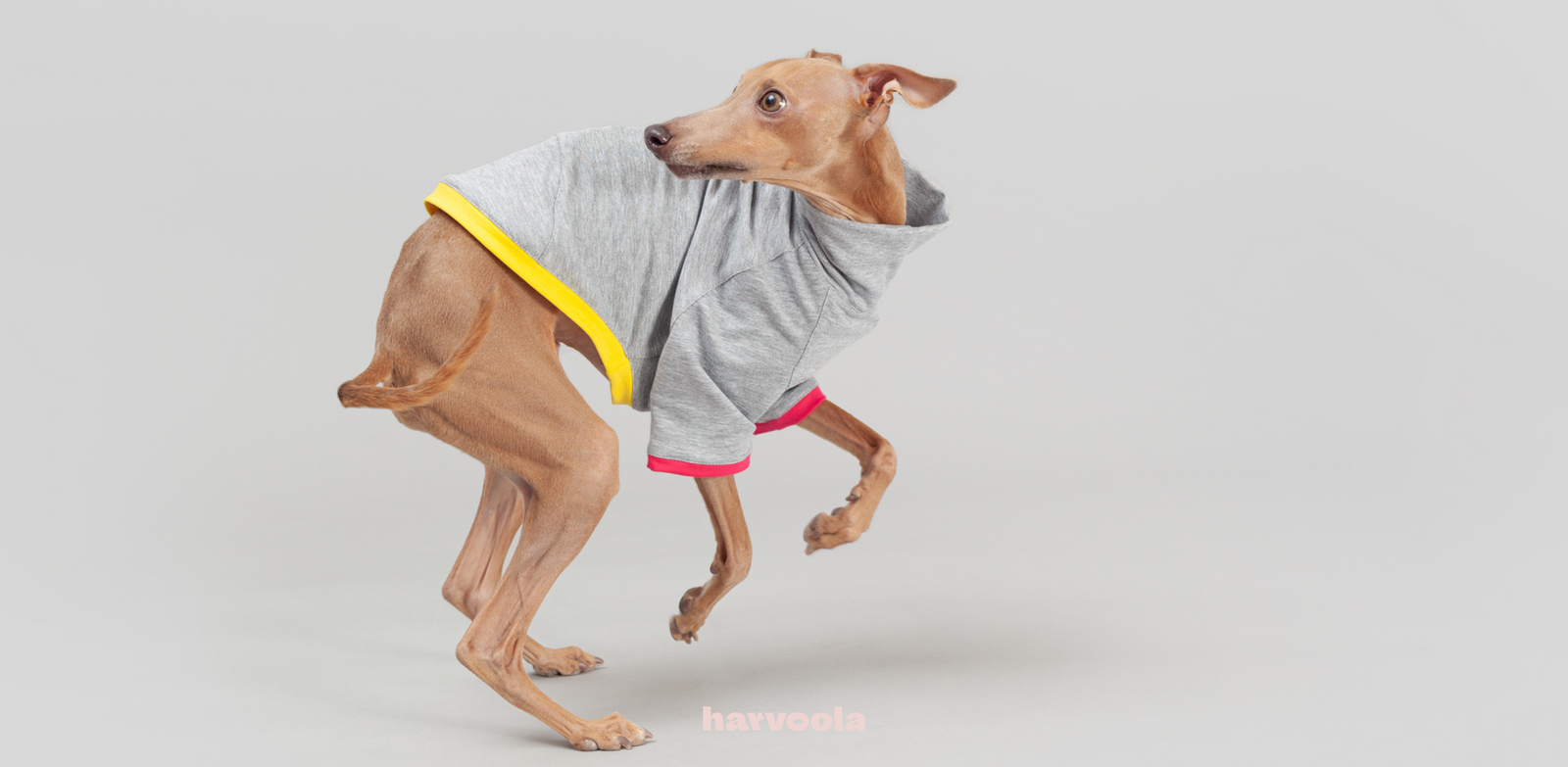 Choosing the best food for Italian Greyhound harvoola