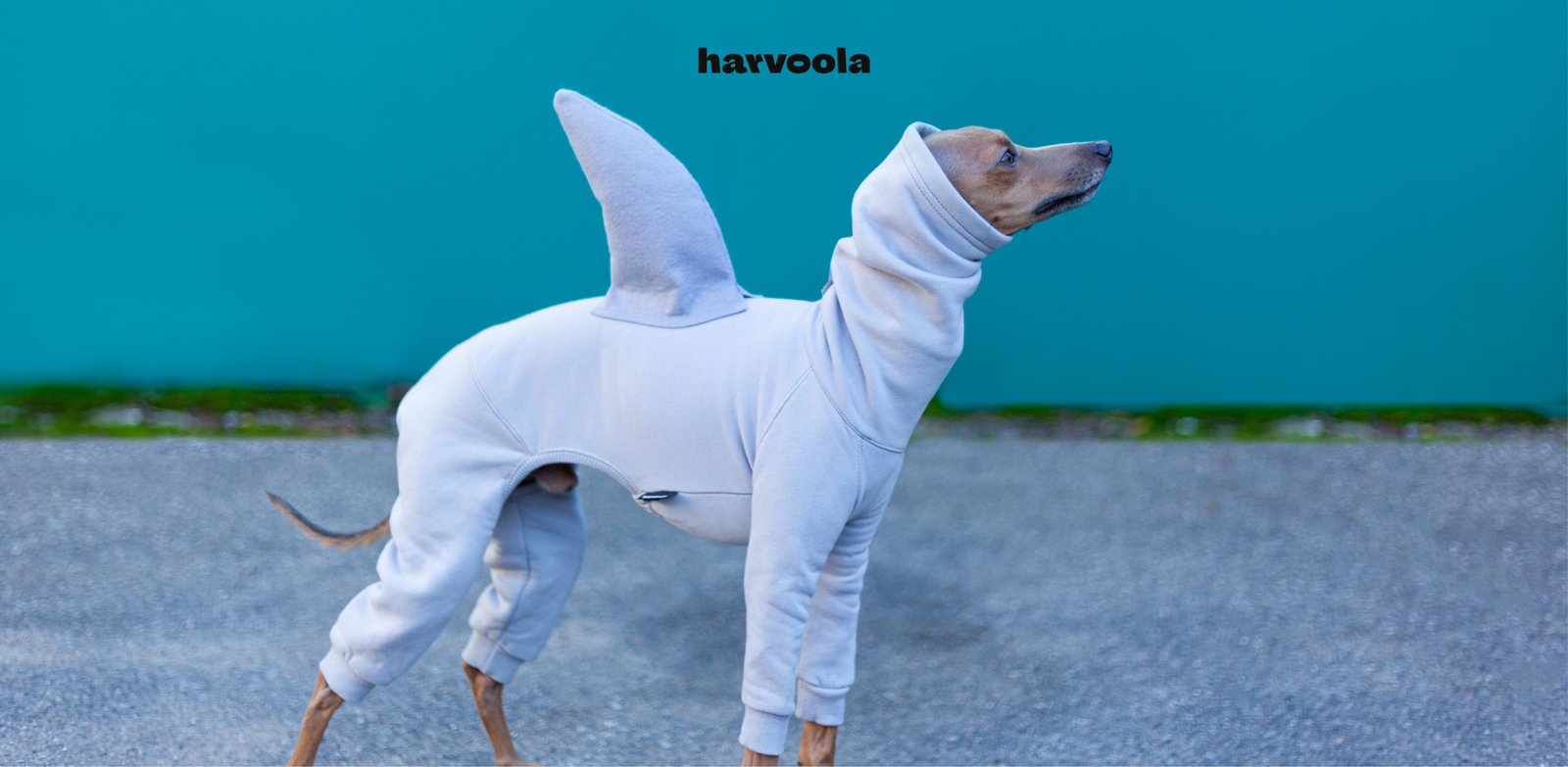 Puppy in shark costume hotsell