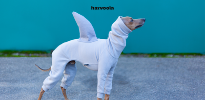 Easy Shark DIY Halloween dog costume! +video