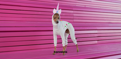 DIY Dog Unicorn Costume for Halloween +video