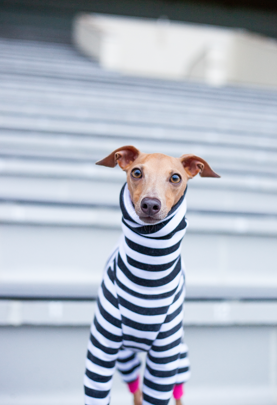 When To Dress Your Dog 4 Steps You Should follow harvoola