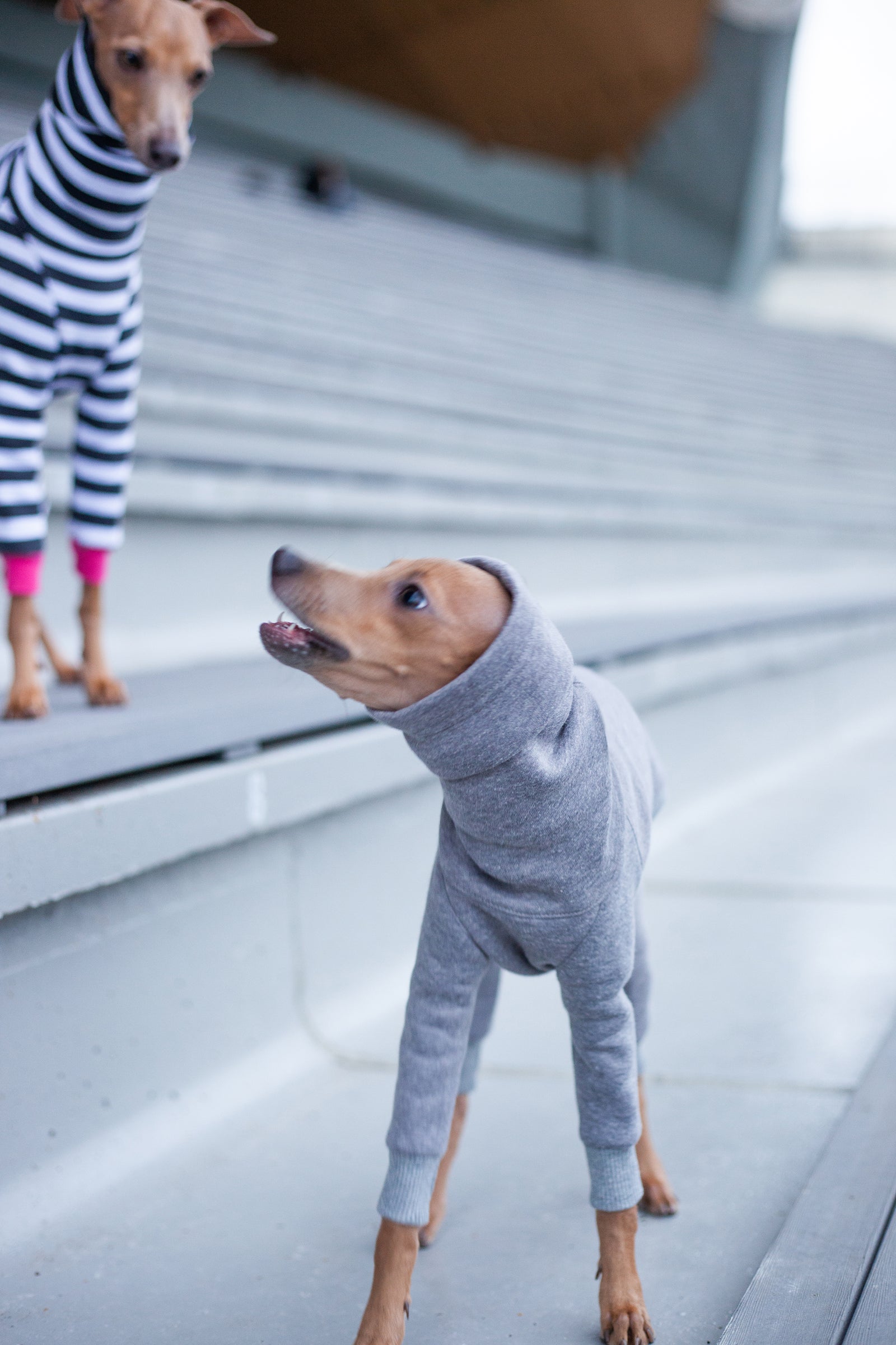 Old Italian Greyhound Miniature Italian Greyhound Dog Grey What To