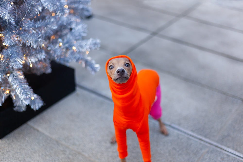 10 Best Dog Christmas Presents