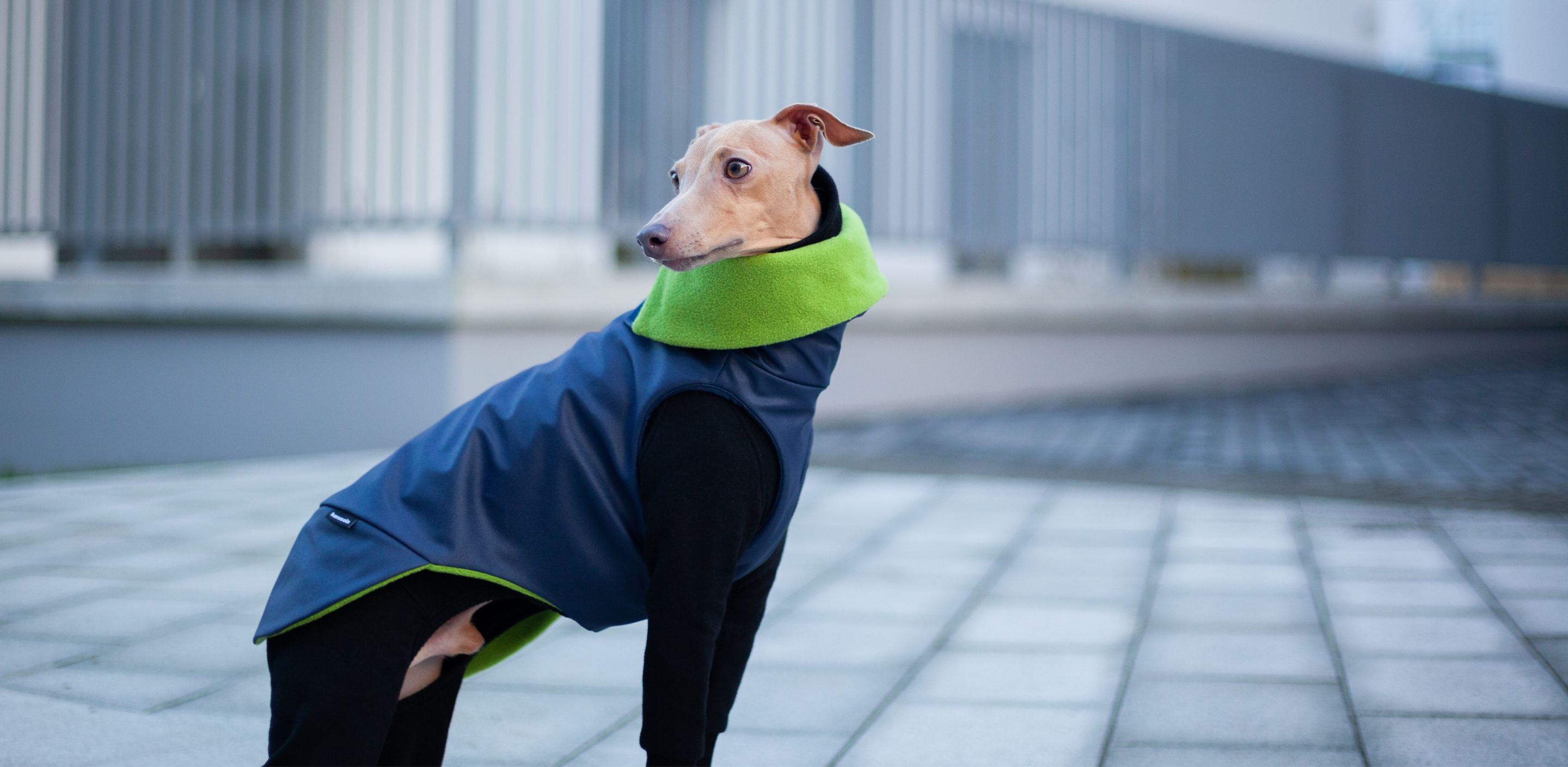 Greyhound clothing for humans deals