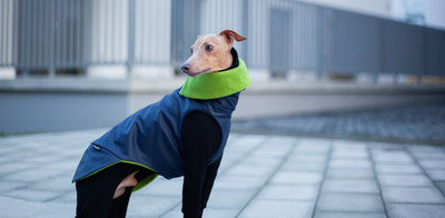 Signs that your Italian Greyhound is cold