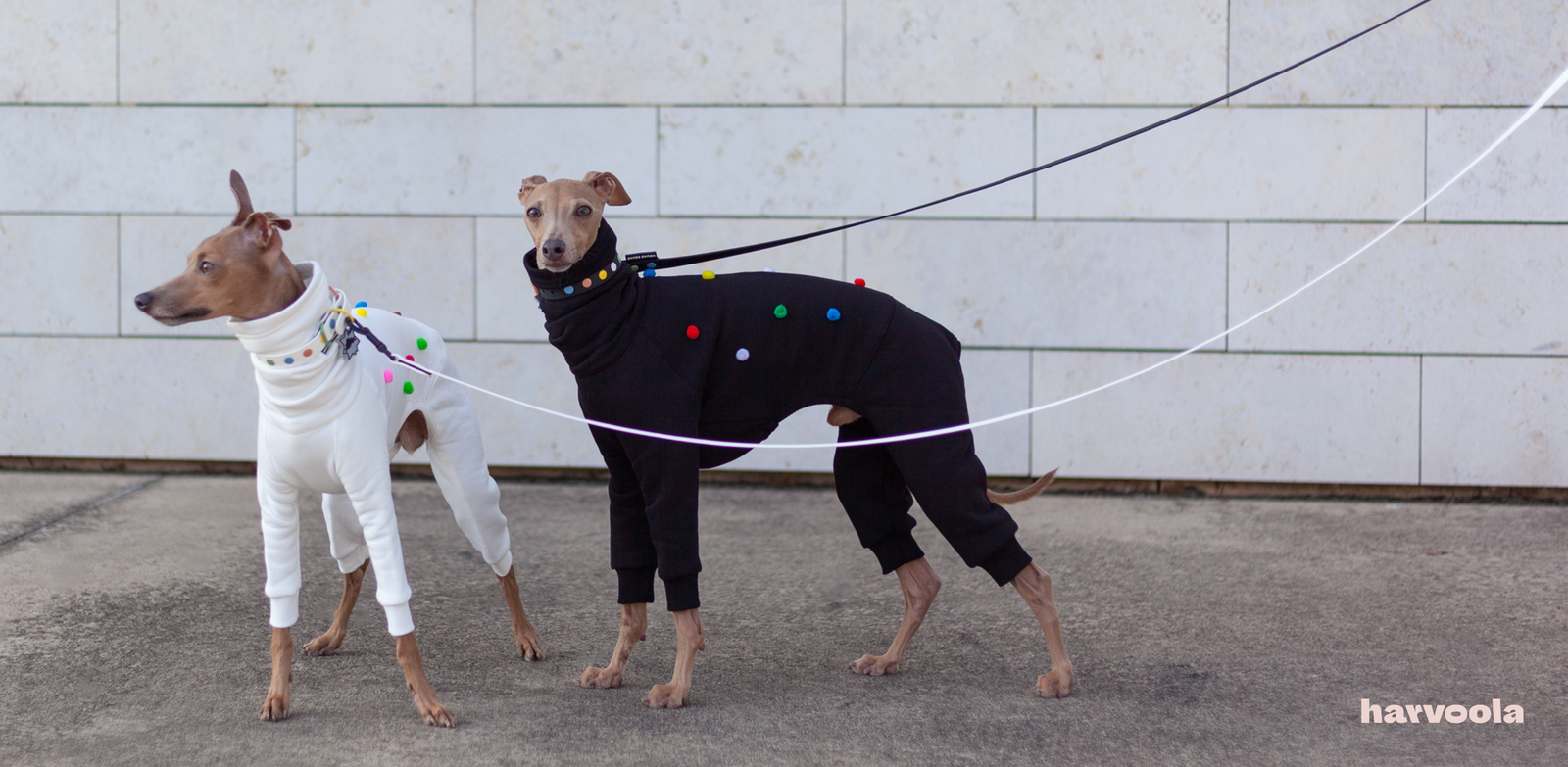 Italian Greyhound Collar or harness harvoola