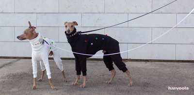 Italian Greyhound: Collar or harness?