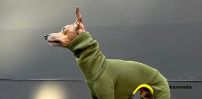Unleashing Freedom: The Delicate Balance of Off-Leash Training for Italian Greyhounds