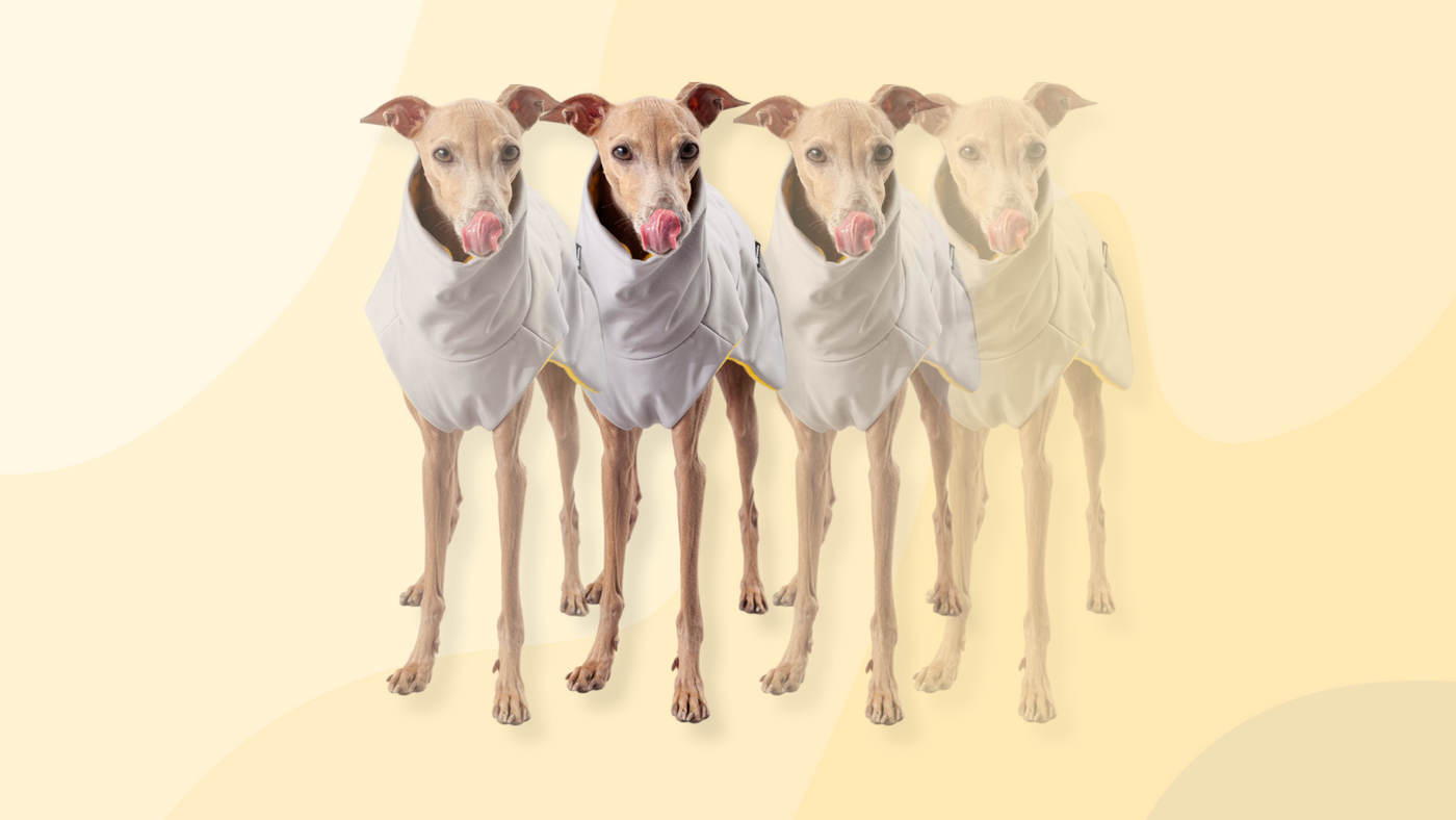 ITALIAN GREYHOUND WINTER COATS