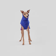 italian greyhound warm winter coat