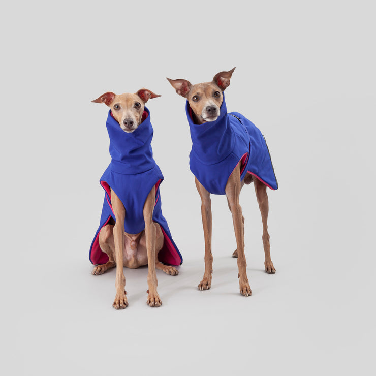 italian greyhound softshell winter coat