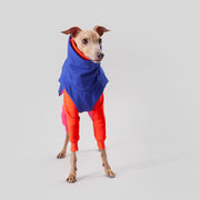 italian greyhound warm clothes