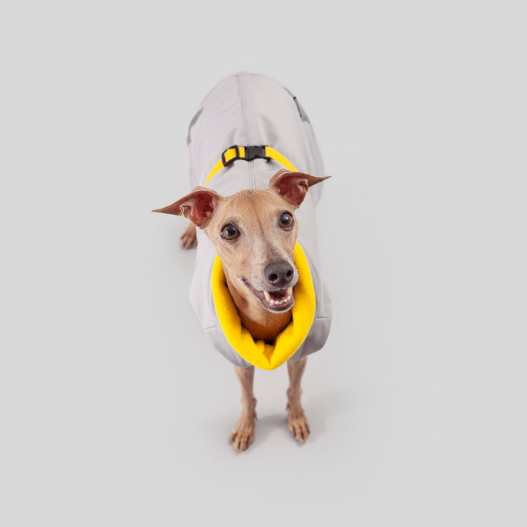 italian greyound grey winter coat