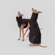 italian greyhound black elegant winter coat reflective details
