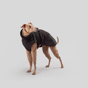 italian greyhound warm winter outfit 