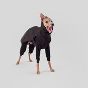 italian greyhound black elegant winter coat