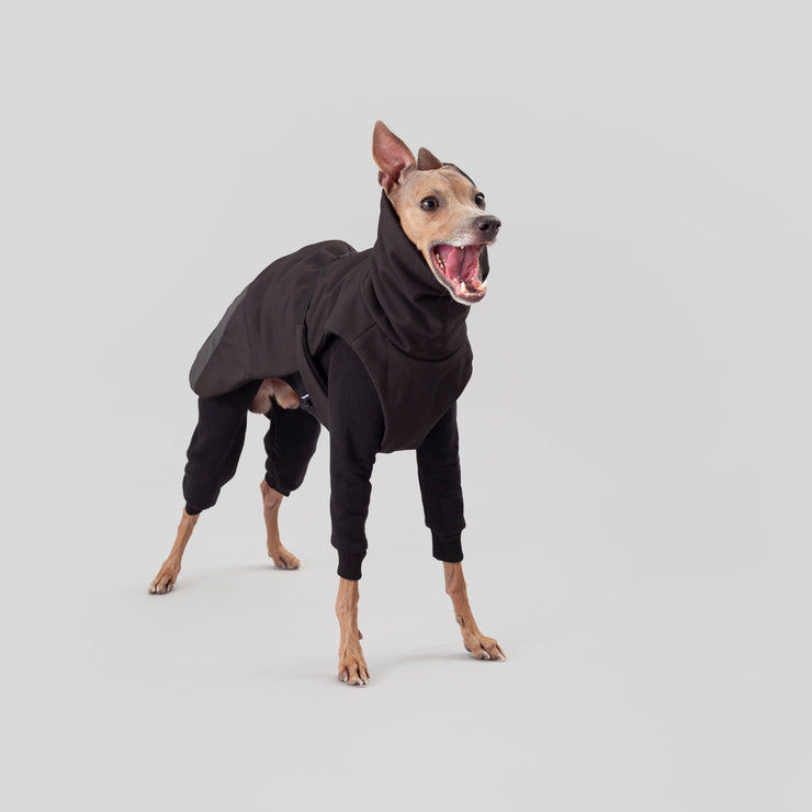 italian greyhound black elegant winter coat