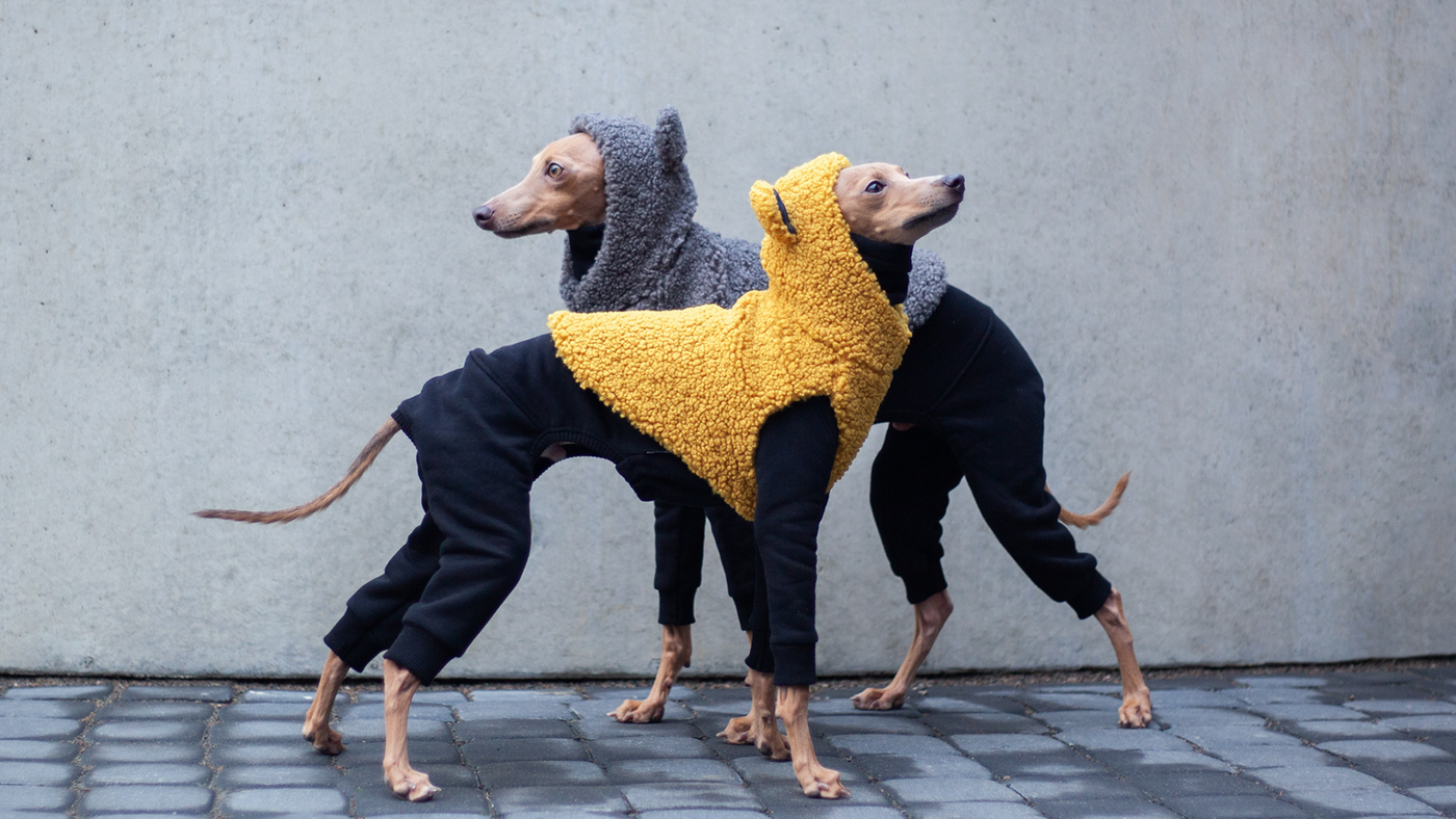Italian top greyhound jackets