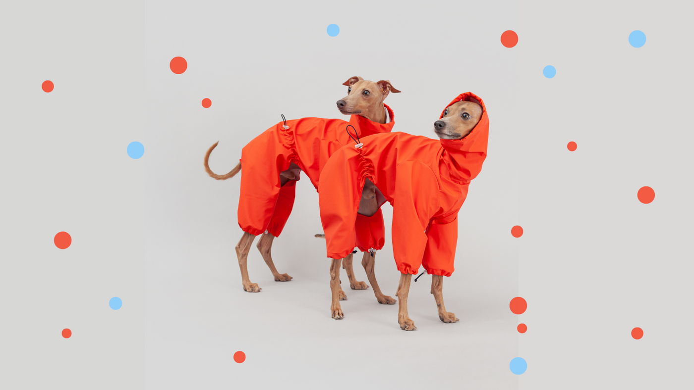italian greyhound raincoat overalls