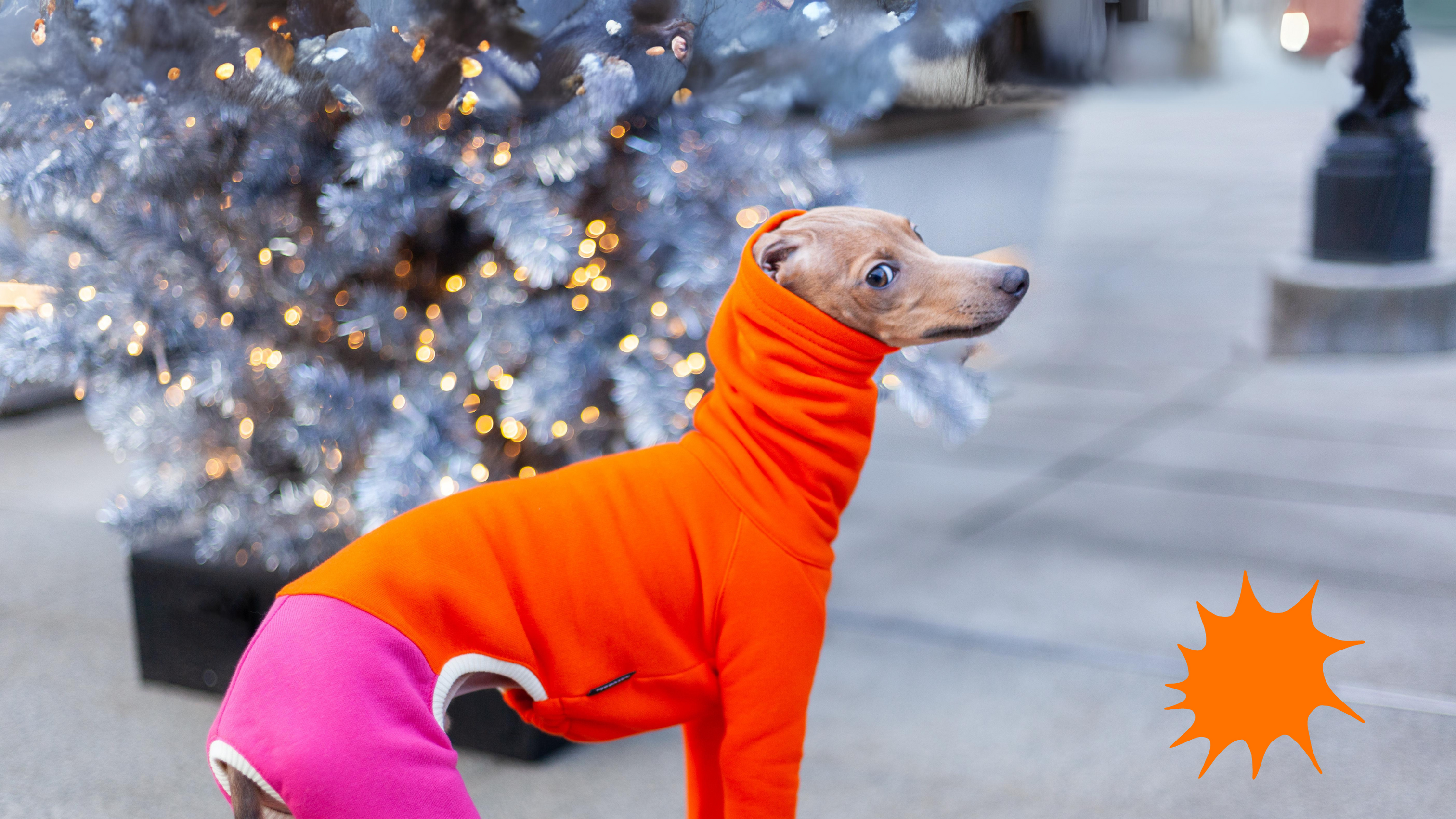 Italian greyhound in clothes best sale