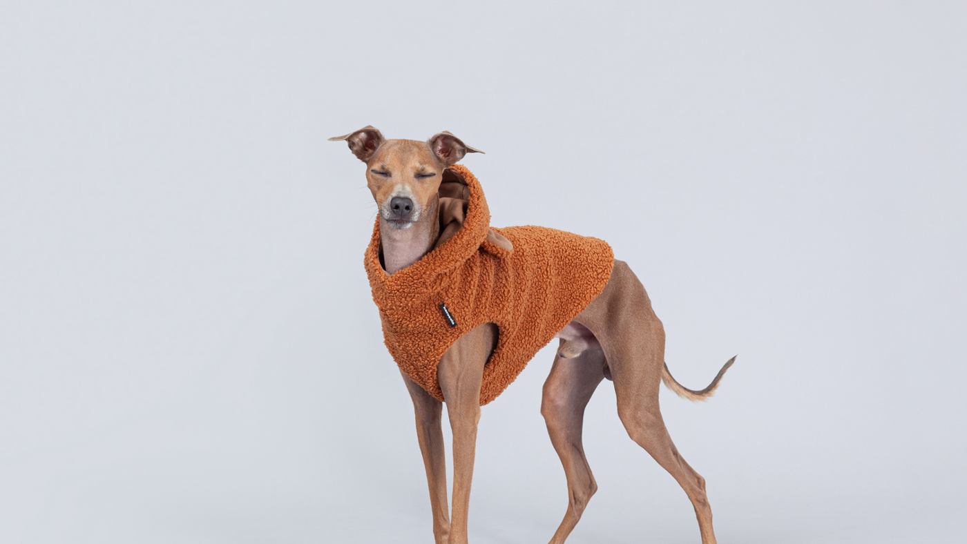 italian greyhound puppy with a teddy bear vest in brown