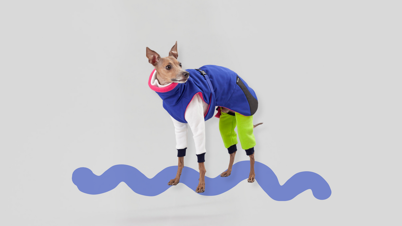 italian greyhound winter wear