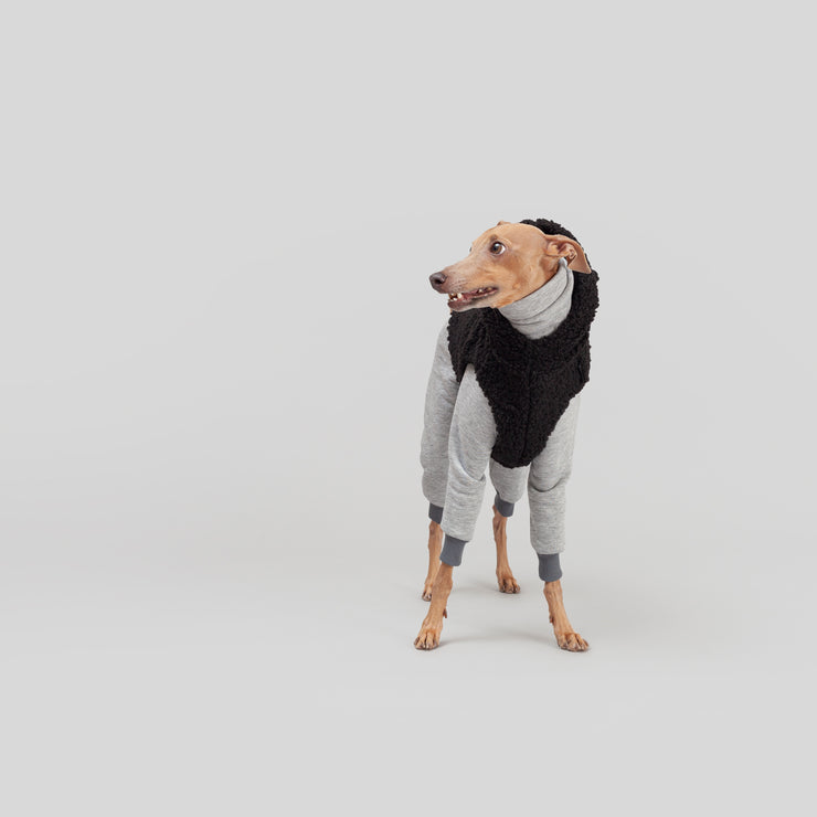 cute italian greyhound outfit