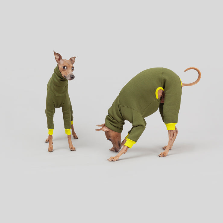 italian greyhound funny picture in clothes