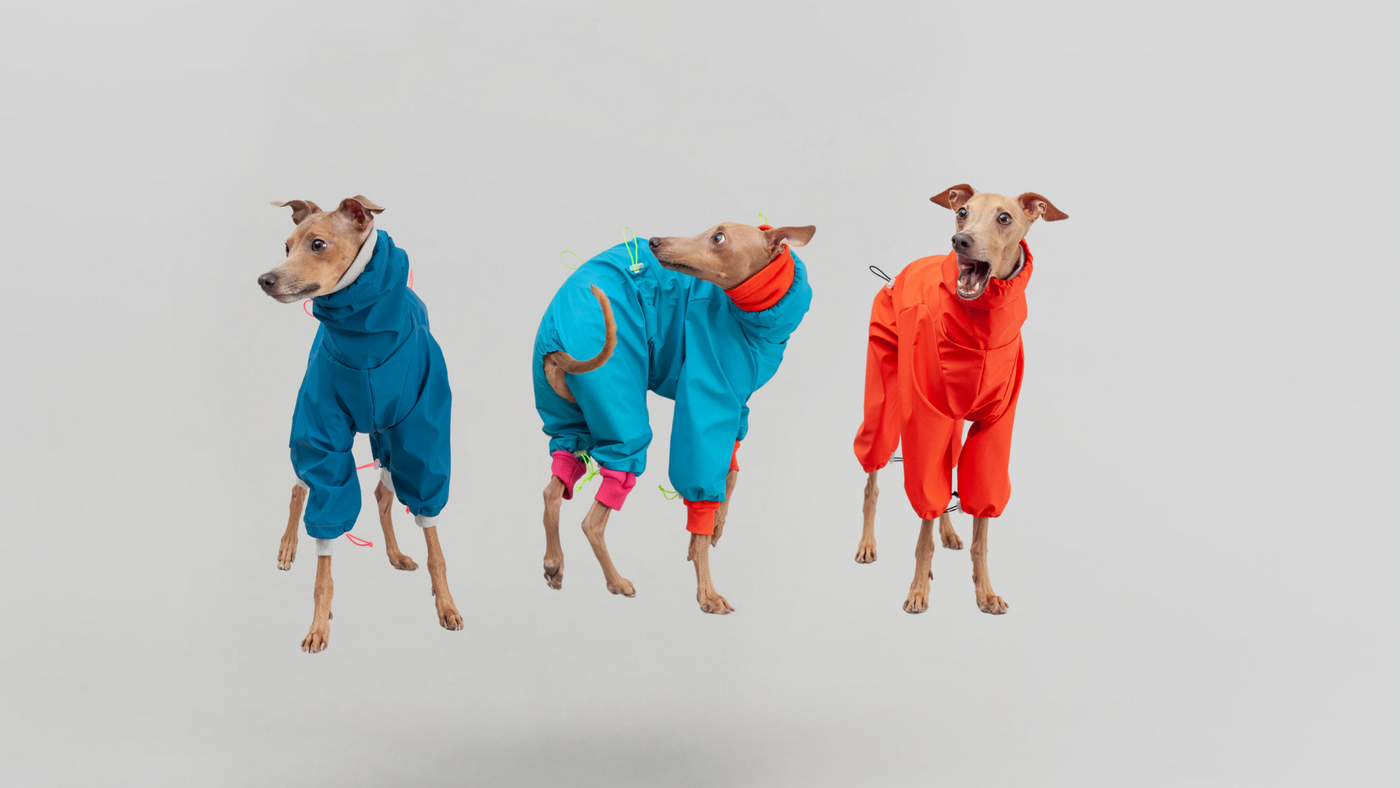 italian greyhound wearing clothes