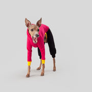 italian greyhound colorful clothes