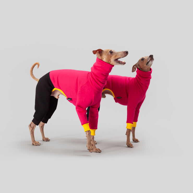 italian greyhound colorful clothes