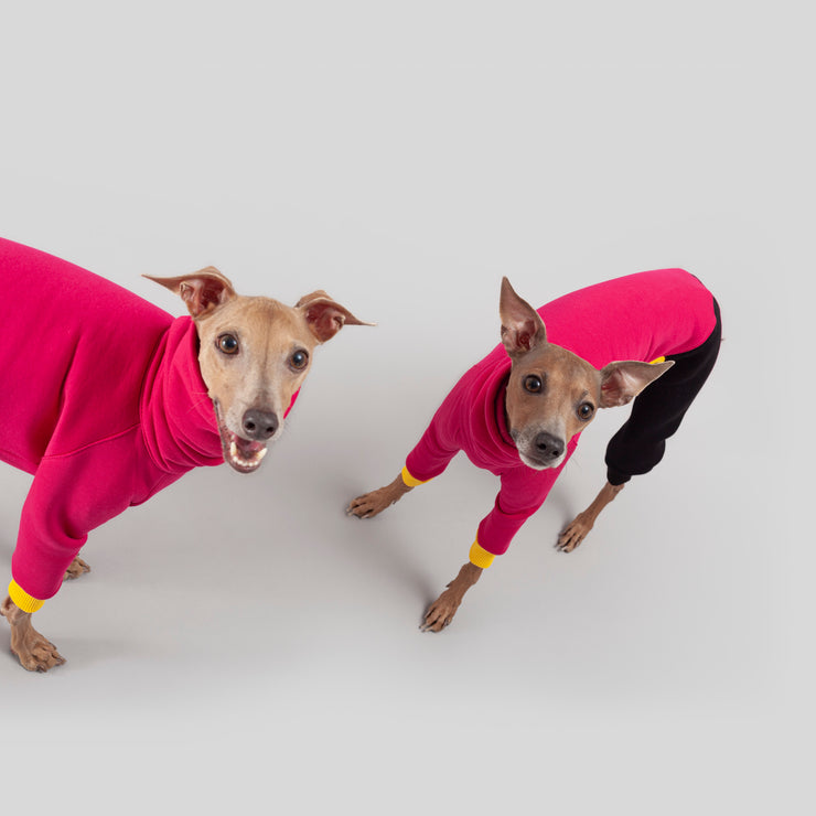 italian greyhound colorful clothes