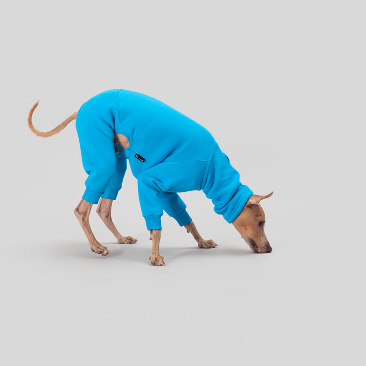 italian greyhound blue onesie