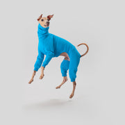 italian greyhound blue onesie