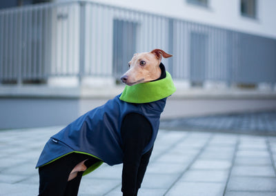 stylish italian greyhound winter coat. Waterproof and windproof lined wihth thick fleece material. layered fabulous look