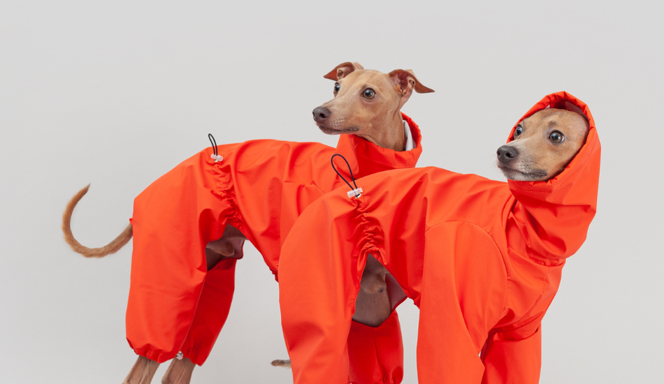 Italian Greyhound Raincoats harvoola
