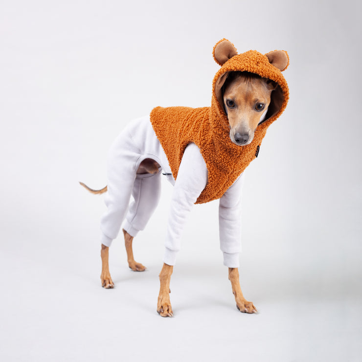 italian greyhound puppy in clothes