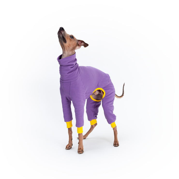 italian greyhound puppy dressed