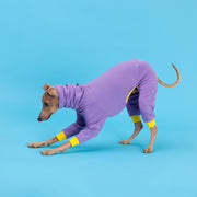 italian greyhound outfit