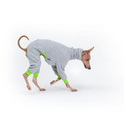 italian greyhound sporty outfit