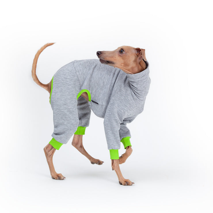 greyhound dog clothing